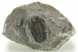 Detailed Proetid (Gerastos) Trilobite Fossil - Morocco #323183-3